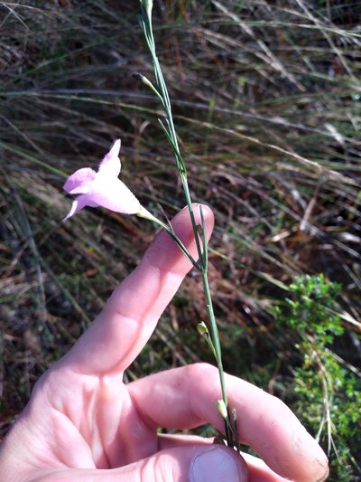 Agalinis linifolia, photographed by Scott Ward