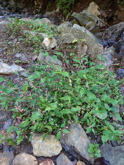 Polygonum posumbu, photographed by WATANABE Hitoshi 渡辺仁