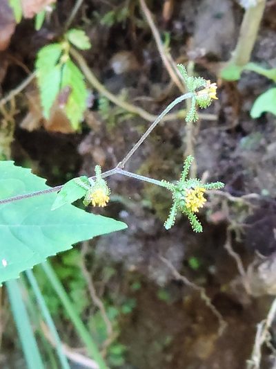 Sigesbeckia glabrescens, photographed by WATANABE Hitoshi 渡辺仁