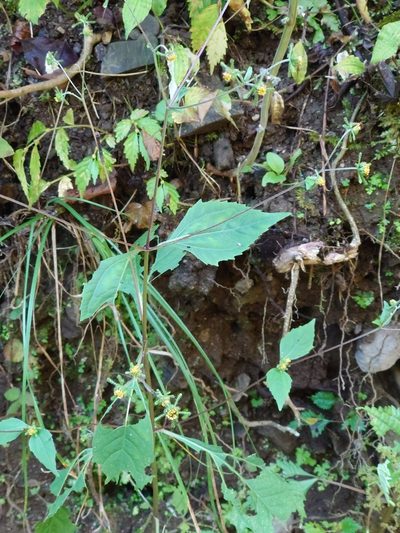 Sigesbeckia glabrescens, photographed by WATANABE Hitoshi 渡辺仁