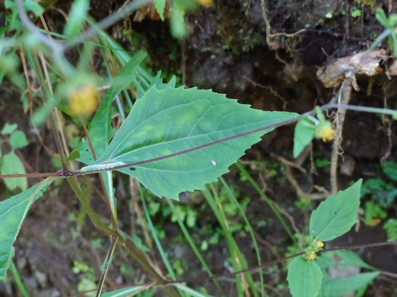 Sigesbeckia glabrescens, photographed by WATANABE Hitoshi 渡辺仁