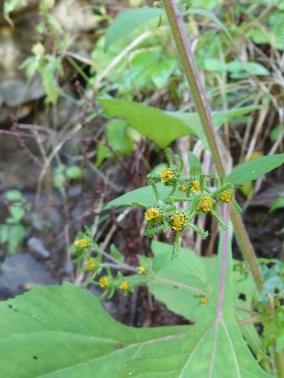 Sigesbeckia pubescens, photographed by WATANABE Hitoshi 渡辺仁