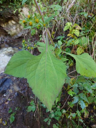 Sigesbeckia pubescens, photographed by WATANABE Hitoshi 渡辺仁