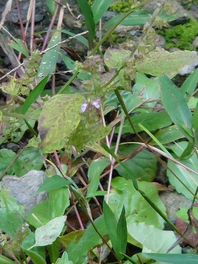 Mosla scabra, photographed by WATANABE Hitoshi 渡辺仁