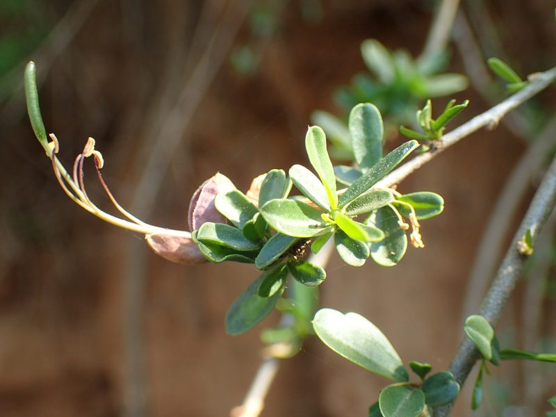 Cadaba natalensis, photographed by Mahomed Desai