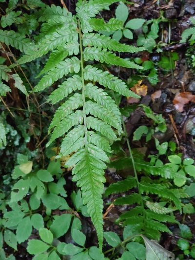 Deparia japonica, photographed by WATANABE Hitoshi 渡辺仁