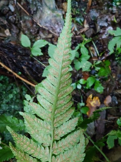 Deparia japonica, photographed by WATANABE Hitoshi 渡辺仁