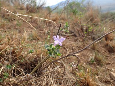 Ruellia patula, photographed by Mahomed Desai