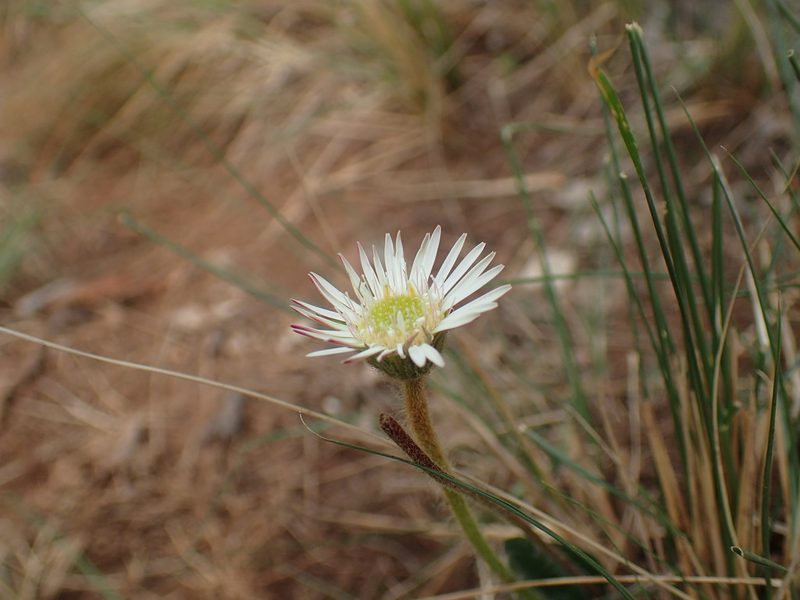 Gerbera natalensis, photographed by Mahomed Desai