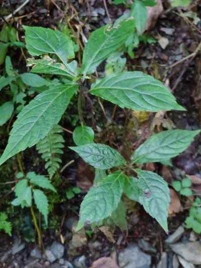 Chelonopsis moschata, photographed by WATANABE Hitoshi 渡辺仁