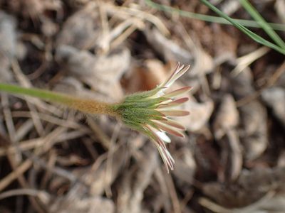 Gerbera natalensis, photographed by Mahomed Desai