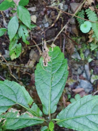 Chelonopsis moschata, photographed by WATANABE Hitoshi 渡辺仁