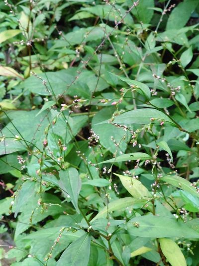 Polygonum pubescens, photographed by WATANABE Hitoshi 渡辺仁