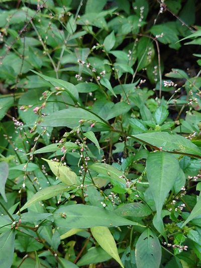 Polygonum pubescens, photographed by WATANABE Hitoshi 渡辺仁