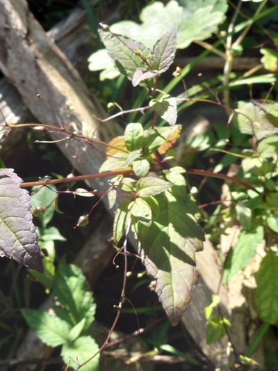 Scrophularia duplicatoserrata, photographed by WATANABE Hitoshi 渡辺仁