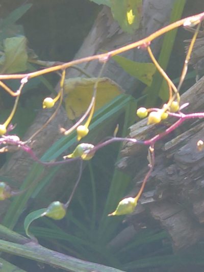 Scrophularia duplicatoserrata, photographed by WATANABE Hitoshi 渡辺仁