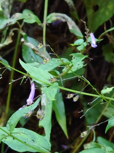 Isodon effusus, photographed by WATANABE Hitoshi 渡辺仁