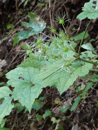 Clematis stans, photographed by WATANABE Hitoshi 渡辺仁