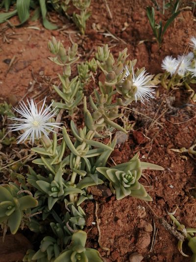 Mesembryanthemum pallens, photographed by Danie Palm