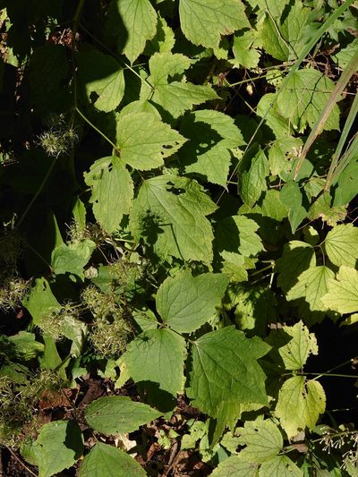 Clematis stans, photographed by WATANABE Hitoshi 渡辺仁
