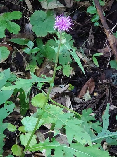 Cirsium oligophyllum, photographed by WATANABE Hitoshi 渡辺仁