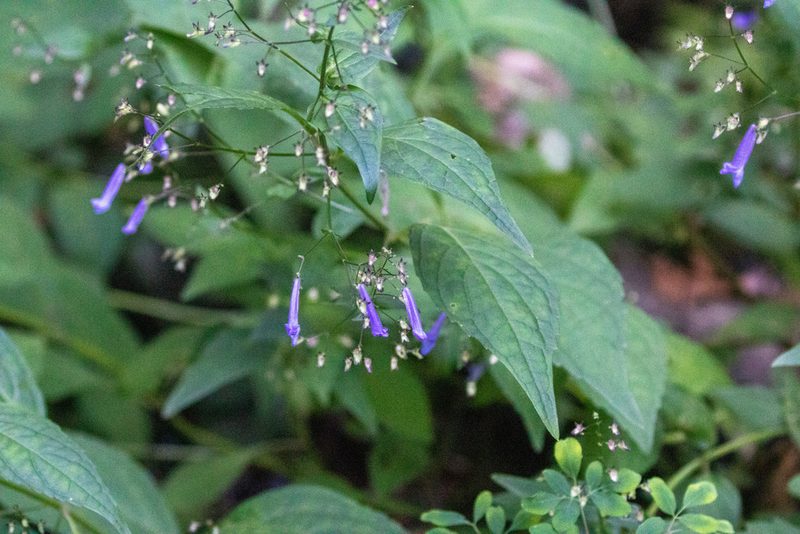 Isodon effusus, photographed by WATANABE Hitoshi 渡辺仁