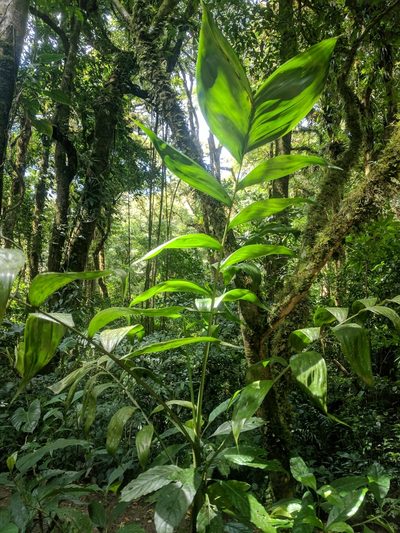 Chamaedorea pinnatifrons, photographed by Eric Knight