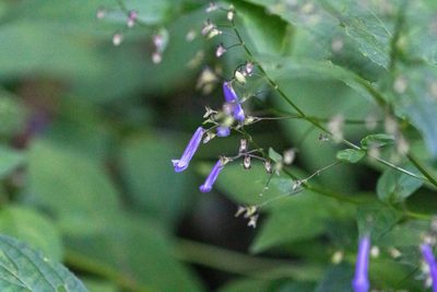 Isodon effusus, photographed by WATANABE Hitoshi 渡辺仁