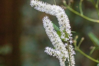 Actaea simplex, photographed by WATANABE Hitoshi 渡辺仁