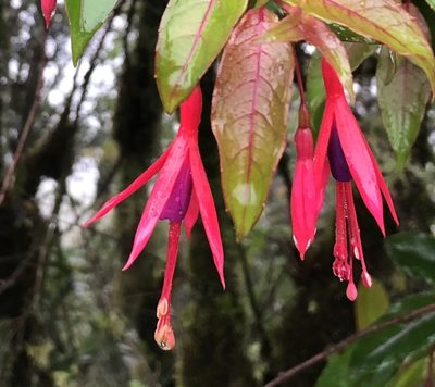 Fuchsia regia, photographed by Jean-Paul Boerekamps