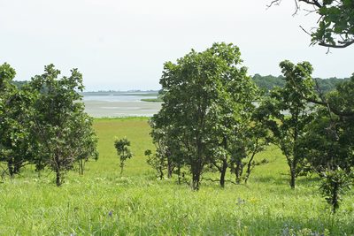 Quercus dentata, photographed by Oleg Kosterin