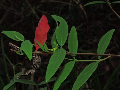 Wikstroemia lanceolata, photographed by Jacy Chen