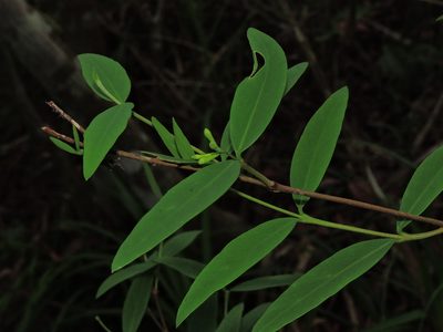 Wikstroemia lanceolata, photographed by Jacy Chen