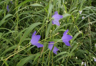 Platycodon grandiflorus, photographed by Oleg Kosterin