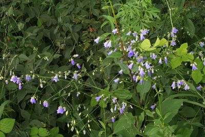 Adenophora divaricata, photographed by Oleg Kosterin
