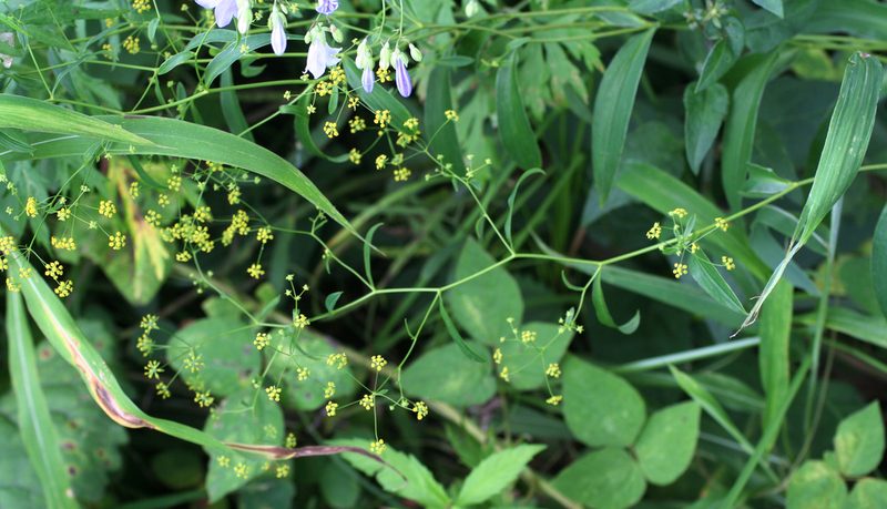 Bupleurum komarovianum, photographed by Oleg Kosterin