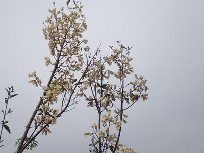 Rothmannia globosa, photographed by Mahomed Desai