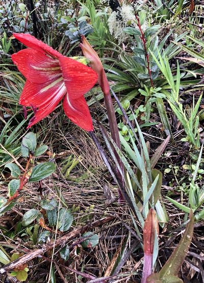 Hippeastrum morelianum, photographed by Jean-Paul Boerekamps