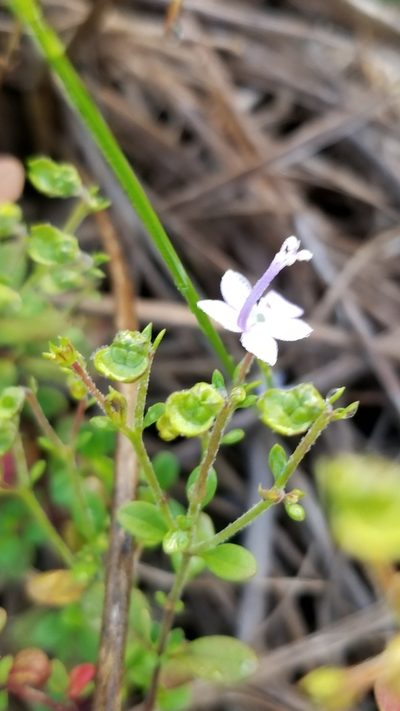 Trichostema nesophilum, photographed by Rod