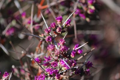 Ruschia intricata, photographed by Noeleen du Toit