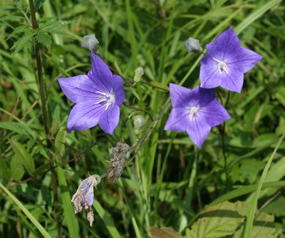Platycodon grandiflorus, photographed by Oleg Kosterin