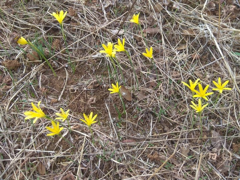 Narcissus cavanillesii, photographed by Santiago Martín-Bravo