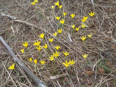 Narcissus cavanillesii, photographed by Santiago Martín-Bravo
