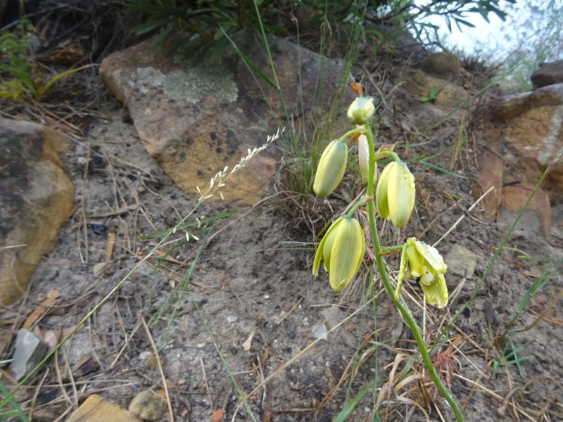 Albuca juncifolia, photographed by Paul Hoekman