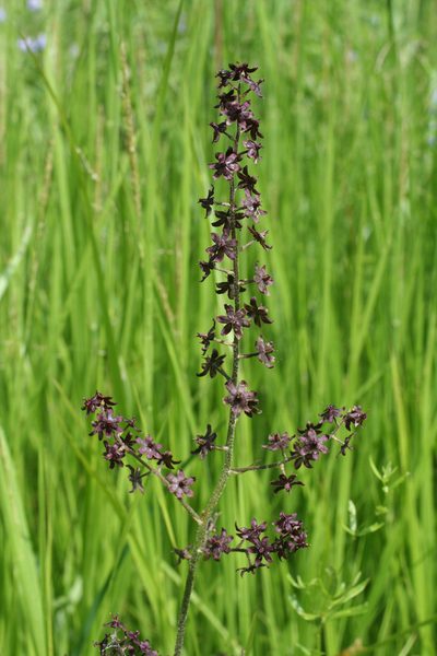 Veratrum maackii, photographed by Oleg Kosterin