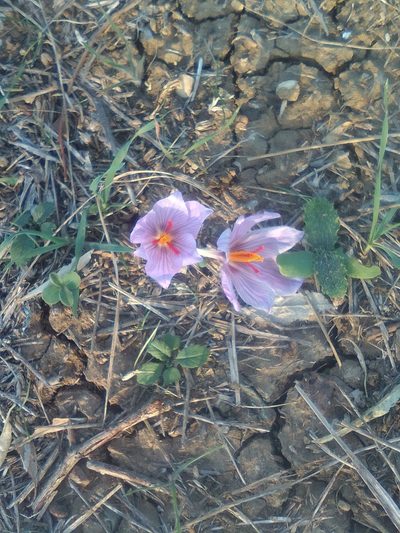 Crocus pallasii, photographed by Михаил Орлов