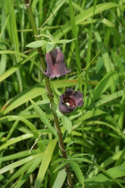 Codonopsis ussuriensis, photographed by Oleg Kosterin
