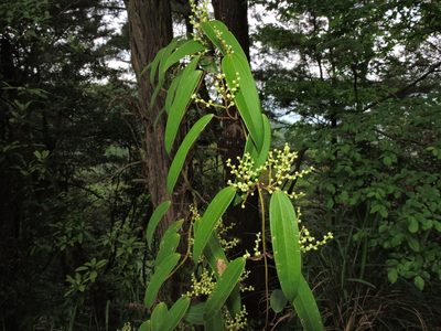 Dioscorea cirrhosa, photographed by Jacy Chen
