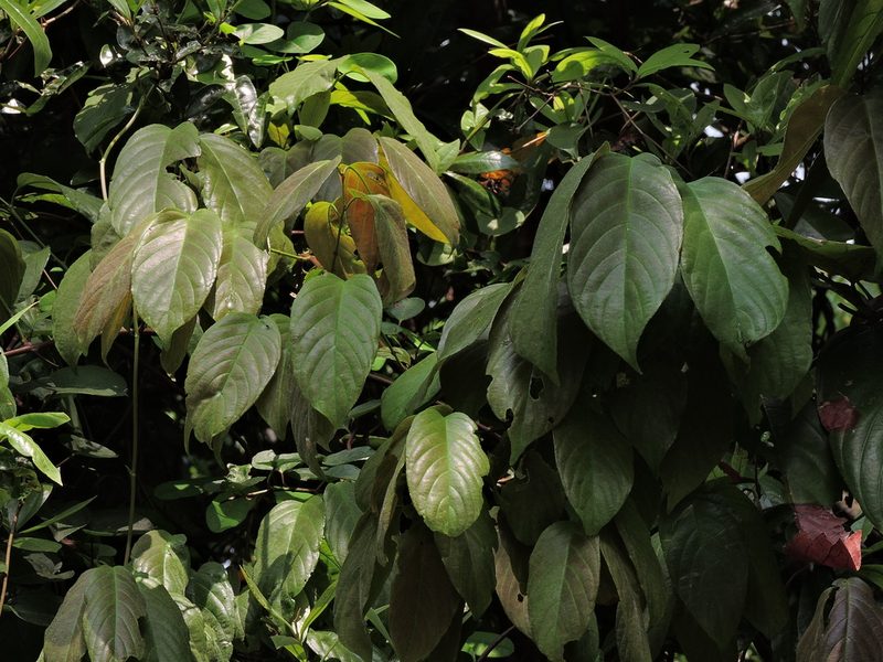 Sageretia randaiensis, photographed by Jacy Chen