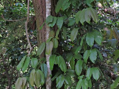 Sageretia randaiensis, photographed by Jacy Chen